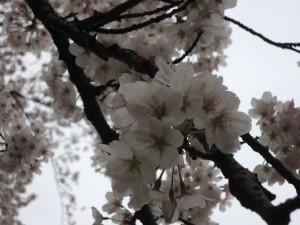 DSCN2309
