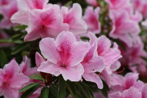IMG_0038