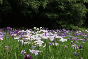 IMG_1063